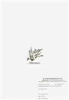 藏品(穗狀魚棲苔)的圖片